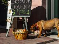 Téged is vár a szeptemberi ÖkoKör Kamra csoportvezető képzés